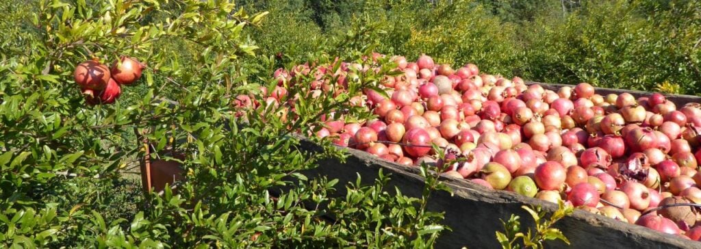 Rendimiento y procedencia: el enfoque de Croda Beauty de los productos botánicos modernos 1 site-industries-cosmetiques Un carro de madera lleno de granadas cosechadas se encuentra entre granados verdes, algunos de los cuales aún tienen frutos en sus ramas, en un huerto al aire libre, como una corriente natural de la generosidad de la naturaleza.