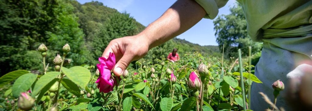 Rendimiento y procedencia: el enfoque de Croda Beauty de los productos botánicos modernos 2 site-industries-cosmetiques Una persona recoge a mano una rosa rosa brillante en un exuberante jardín al aire libre, rodeada de follaje verde y plantas modernas. Otra persona trabaja entre las plantas del fondo, con árboles y colinas a lo lejos.
