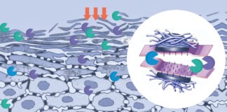 site-industries-cosmetiques Illustration de cellules végétales avec des flèches indiquant les mouvements moléculaires entre les cellules, et un diagramme en médaillon montrant un gros plan de la structure des plasmodesmes reliant les parois cellulaires des plantes.