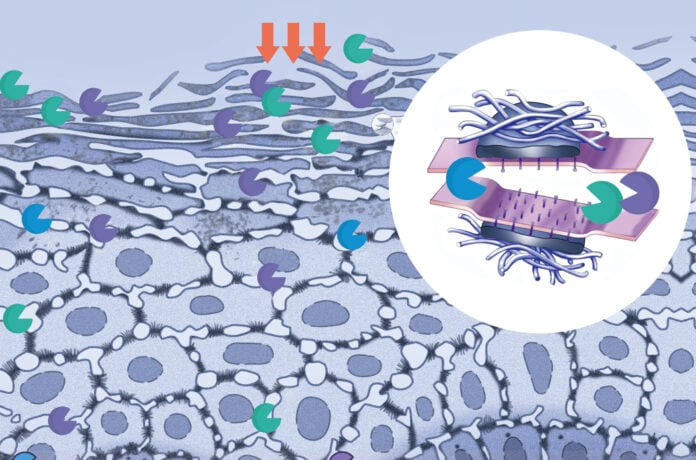 site-industries-cosmetiques Illustration de cellules végétales avec des flèches indiquant les mouvements moléculaires entre les cellules, et un diagramme en médaillon montrant un gros plan de la structure des plasmodesmes reliant les parois cellulaires des plantes.