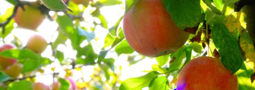 Rendimiento y procedencia: el enfoque de Croda Beauty de los productos botánicos modernos 3 site-industries-cosmetiques Manzanas rojas y amarillas cuelgan de las ramas de un árbol rodeadas de hojas verdes, con la luz del sol filtrándose entre el follaje del fondo: una imagen que recuerda a las plantas modernas que celebra Croda Beauty.