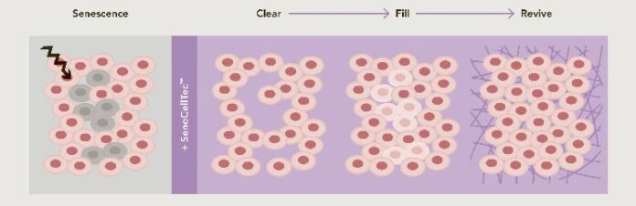 site-industries-cosmetiques Diagramme montrant trois étapes : à gauche, des cellules avec plusieurs cellules grises inactives étiquetées 