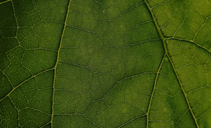 site-industries-cosmetiques Grande plano de uma folha verde mostrando o pormenor dos veios e da textura, com diferentes tons de verde visíveis na superfície.