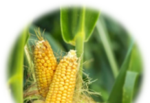 EpiSnow y PhytoSpherix Hair, dos principios activos destinados a la longevidad de la piel y el cabello site-industries-cosmetiques Dos mazorcas de maíz amarillo, con sus granos parcialmente expuestos, crecen sobre una planta de maíz verde. La imagen tiene un efecto de borde circular difuminado.