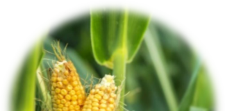 site-industries-cosmetiques Deux épis de maïs jaune, dont les grains sont partiellement exposés, poussent sur un plant de maïs vert. L'image présente un effet de bordure circulaire et floue.