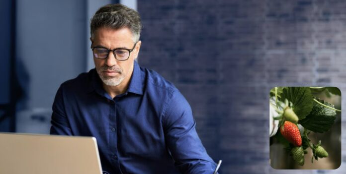 site-industries-cosmetiques Un hombre con gafas y camisa azul trabaja con un ordenador portátil. En la esquina inferior derecha, una imagen más pequeña muestra fresas creciendo en una planta, con una baya roja madura y dos verdes.