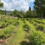 site-industries-cosmetiques Des rangées d'arbustes verts, qui font partie du jardin expérimental de La Rose St Jean, poussent dans un champ cultivé, séparées par des allées herbeuses, entourées d'arbres et de collines sous un ciel partiellement nuageux.