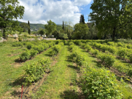 site-industries-cosmetiques Des rangées d'arbustes verts, qui font partie du jardin expérimental de La Rose St Jean, poussent dans un champ cultivé, séparées par des allées herbeuses, entourées d'arbres et de collines sous un ciel partiellement nuageux.