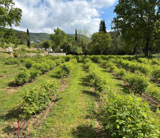 site-industries-cosmetiques Des rangées d'arbustes verts, qui font partie du jardin expérimental de La Rose St Jean, poussent dans un champ cultivé, séparées par des allées herbeuses, entourées d'arbres et de collines sous un ciel partiellement nuageux.