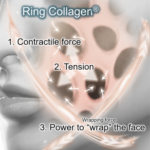 Shiseido creates 3D models of skin forces and identifies a ring-shaped collagen site-industries-cosmetiques Diagram showing the identified forces—contractile force, tension, and coiling force—acting on a semitransparent facial area containing circular structures, illustrating a concept known as «ring collagen.» Captions and arrows indicate the directions of the forces.