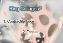 Shiseido modélise en 3D les forces cutanées et identifie un collagène annulaire site-industries-cosmetiques Schéma représentant les forces identifiées — force contractile, tension et force d'enroulement — agissant sur une zone faciale semi-transparente comportant des structures circulaires, illustrant un concept appelé « collagène en anneau ». Des légendes et des flèches indiquent les directions des forces.